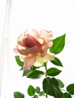 1902rose