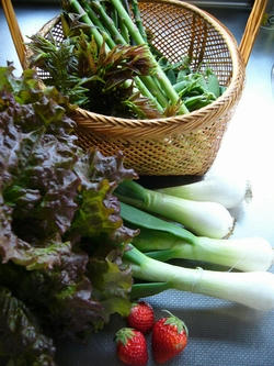 2204legumes