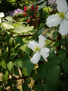 clematice