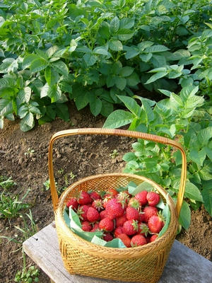 fraises041