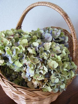 hort1