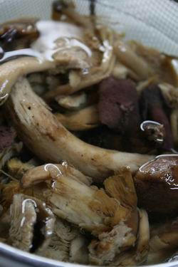 champignons1