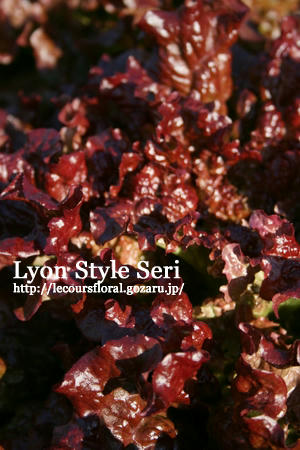 salade