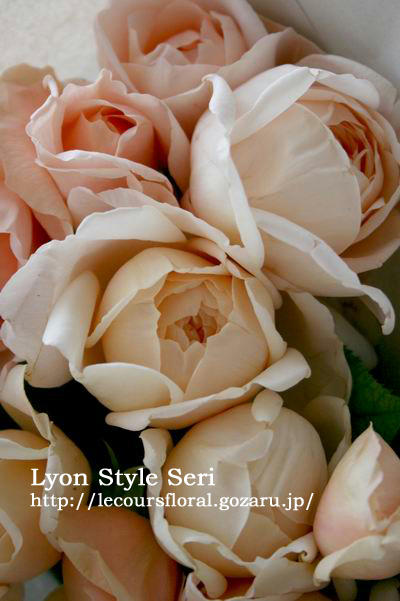 rose1