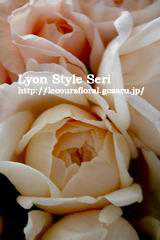 rose2