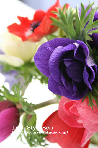 anemone