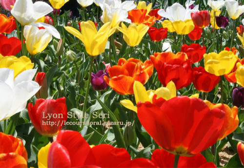 tulips2008