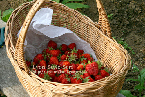 fraises