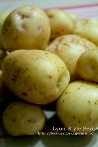 pomme de terre