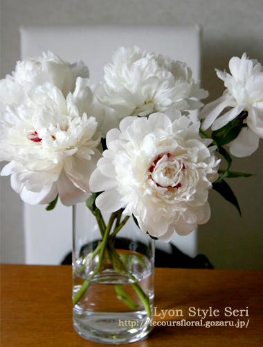 pivoines