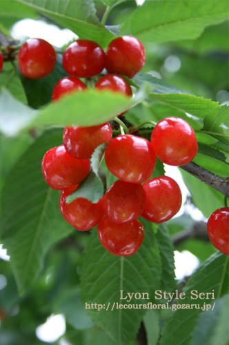 cerises01