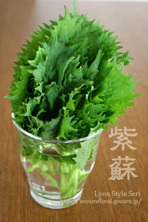 shiso