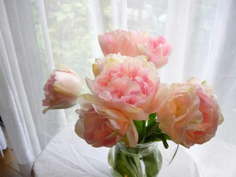 tulip