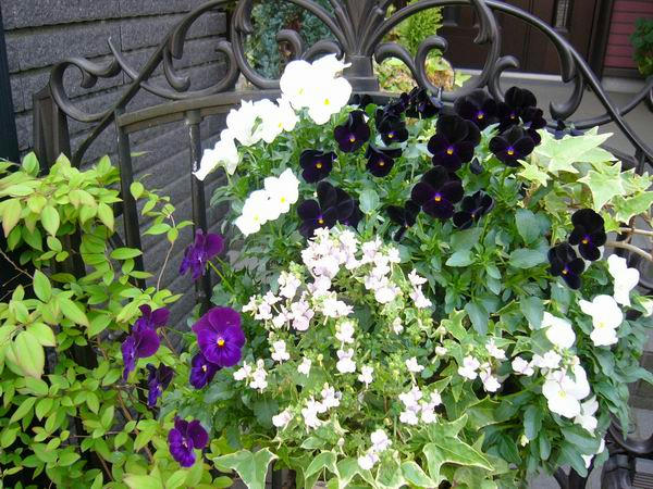 viola