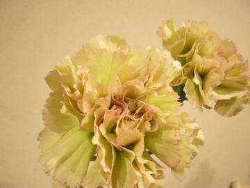 4-8-2005