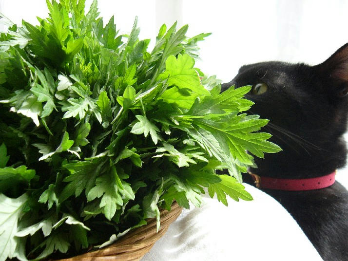 よもぎ