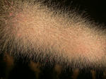 firework_20080802_2.jpg