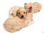 353394_little_puppies_2.jpg