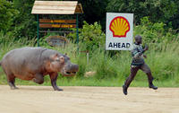 hippojpg