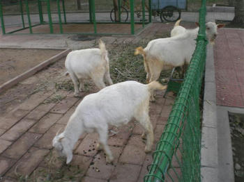 e77221d8.JPG