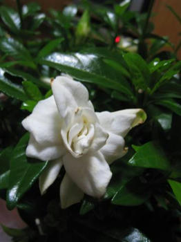 b29879c0.JPG
