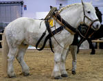 758px-Percheron_3_stehend_rechts.jpg