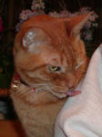 PC09choko05111-1.jpg