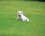 dog.gif