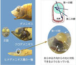 sinkai68.jpg