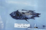 sinkai270.jpg