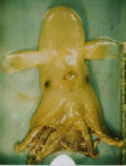 sinkai292a.JPG