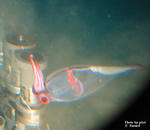 sinkai292b.jpg