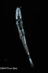 414sinkaie.JPG