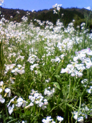 flower1.jpg
