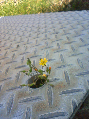 flower2.jpg