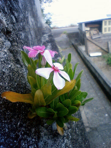 flower3.jpg