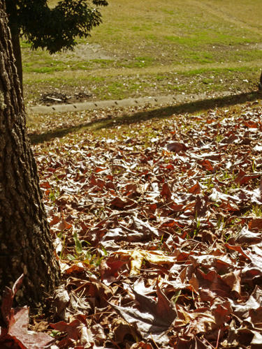 fallingleaves.jpg