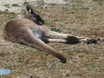 カンガルー