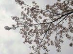 花見@八幡山公園