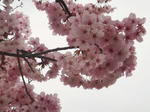 花見@八幡山公園