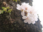 花見@八幡山公園