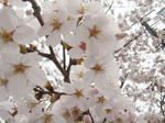 花見@八幡山公園