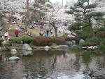 花見@八幡山公園