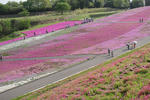 市貝町の芝桜