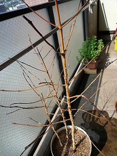 20080315.jpg