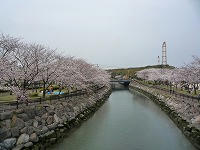 20090329.jpg