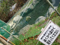 20100429_2.jpg