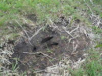 20100619_2.jpg