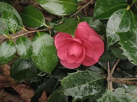 IMG_6625.JPG