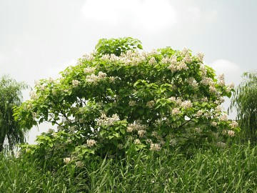 d35d04ec.JPG